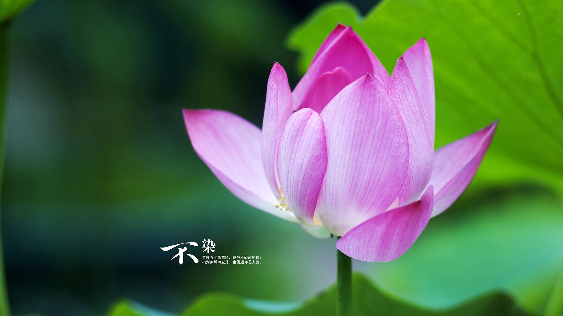 伊朗球队年轻球员表现亮眼，伊朗队球星