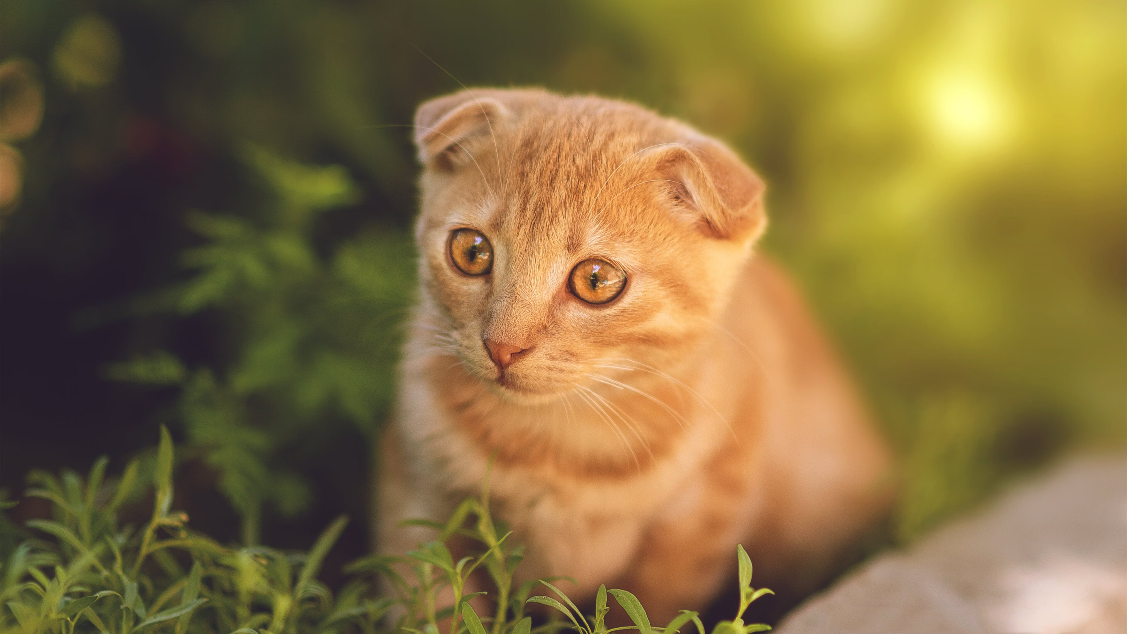 五大联赛前场压迫强度对场均控球权争夺的影响,足球压迫式防守