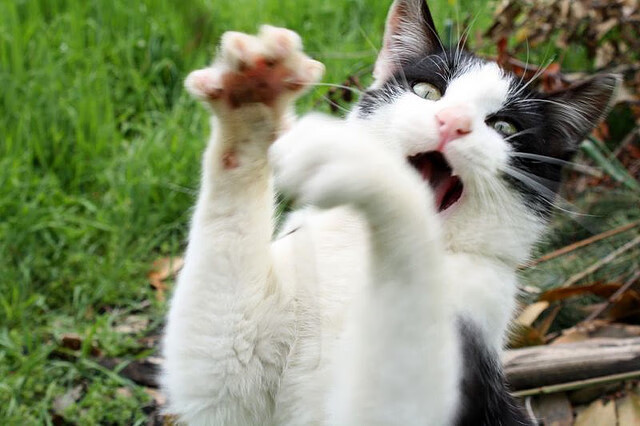 五大联赛自由球员签约案例是否值得借鉴，2020年nba自由球员签约汇总