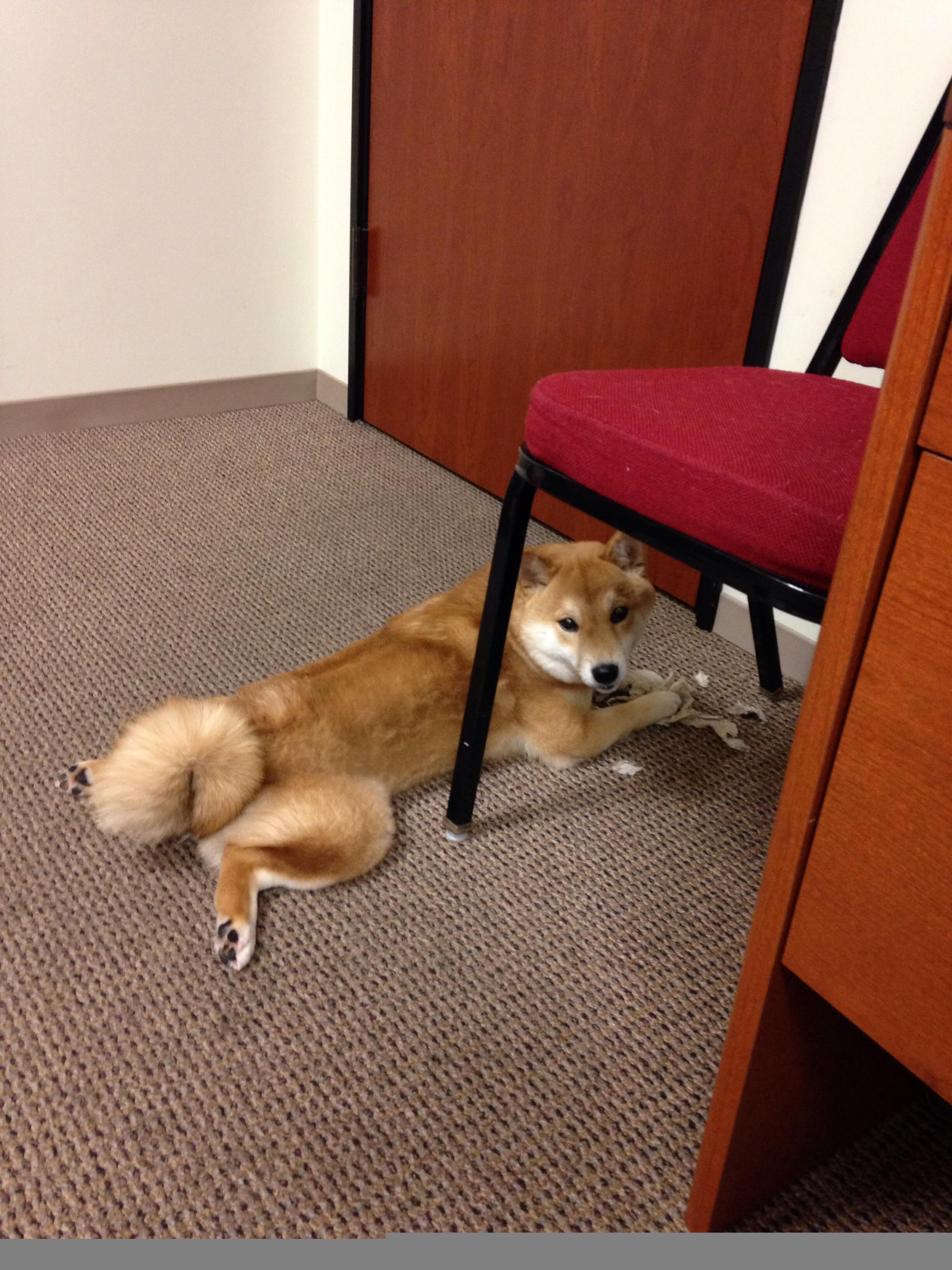 拜仁后防稳固,零封对手,拜仁新签后卫