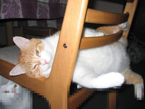 澳男泳队团结奋进 为巴黎蓄力,澳大利亚男子游泳冠军