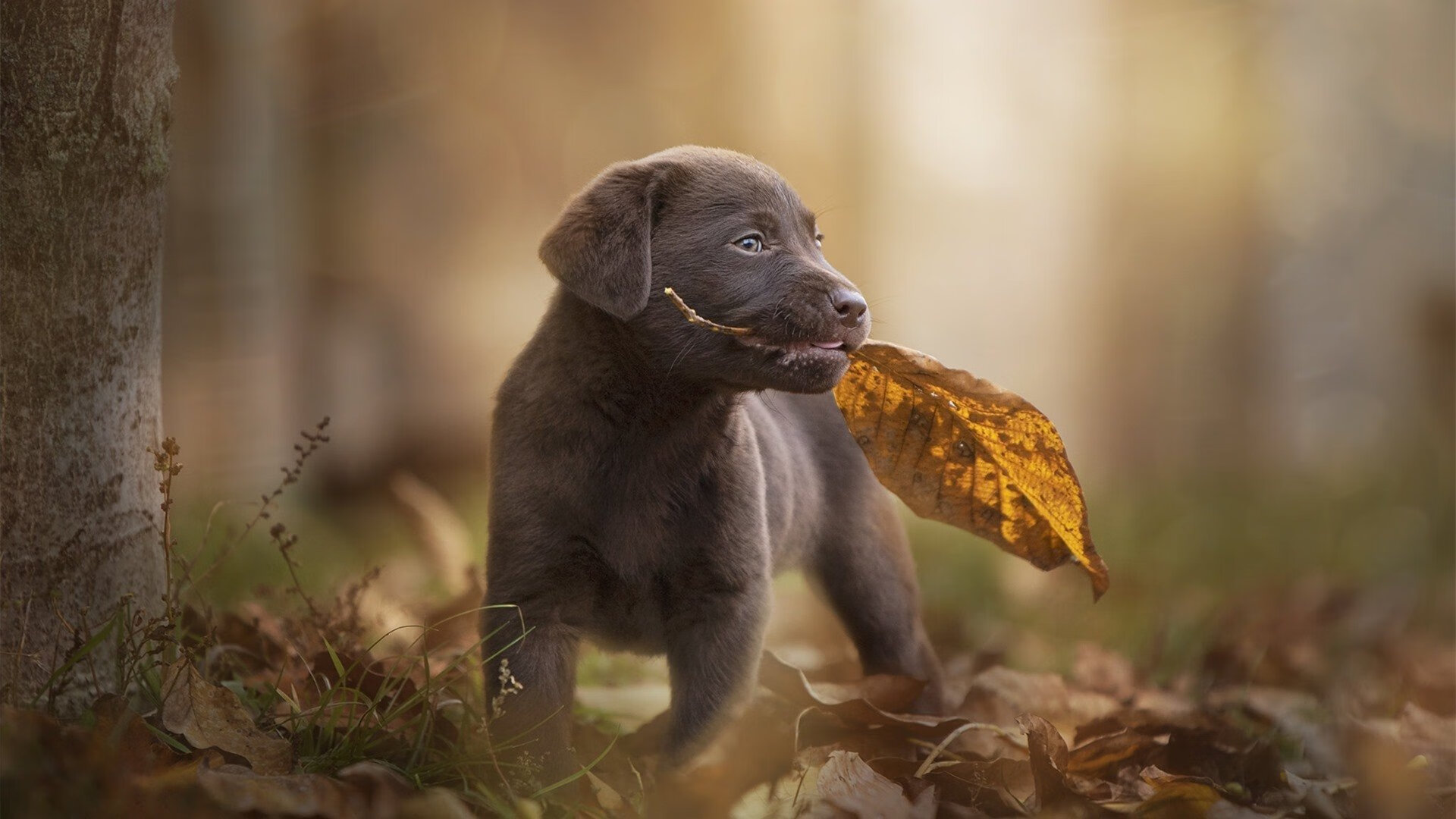 B 体育官网-西班牙男队未来发展潜力巨大，西班牙男子足球队名单