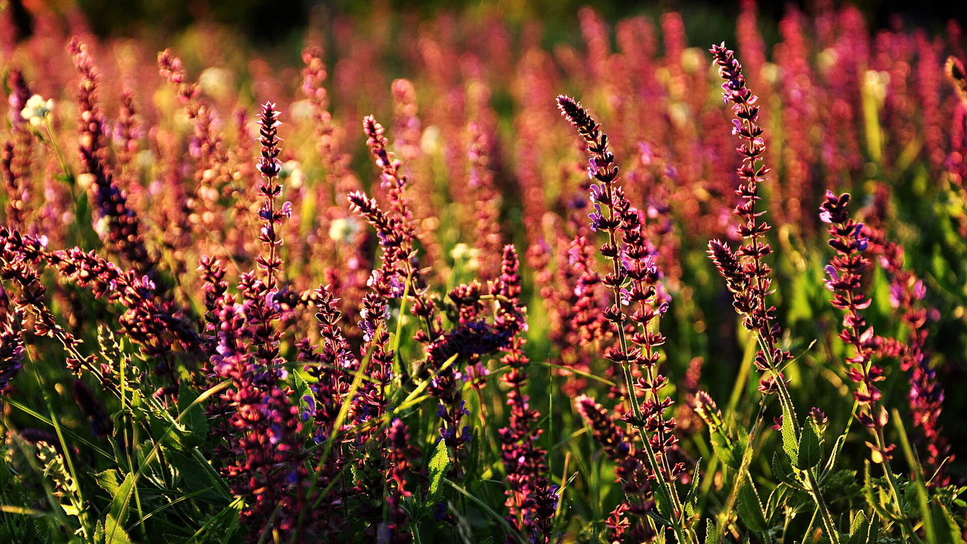 B体育-国家级足球体育产业园区加快布局，打造综合性足球产业生态圈，足球产业主要经营内容