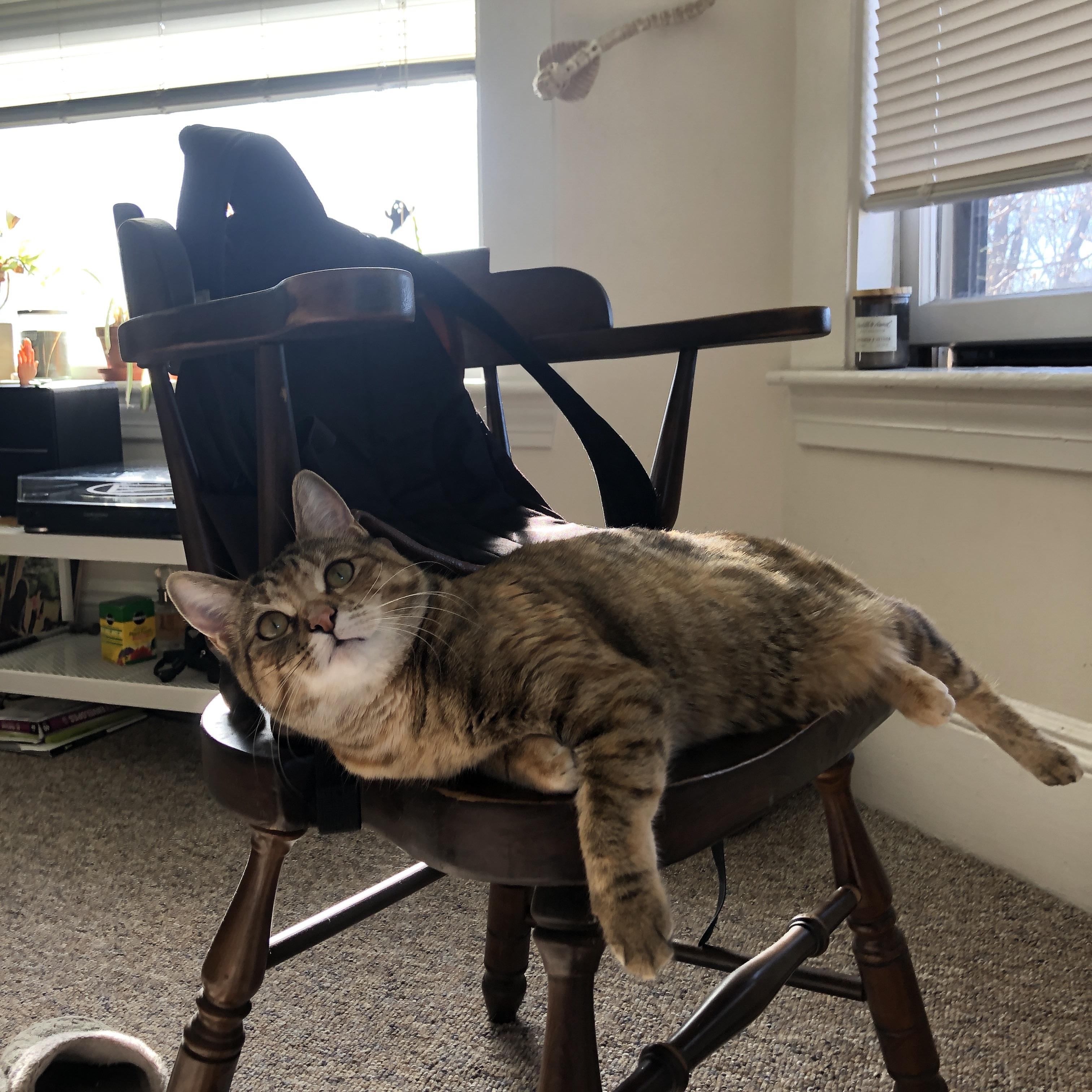 SPORTS-APP下载-塞内加尔男篮在非洲锦标赛中夺冠，赫赫有名的非洲劲旅，非洲杯塞内加尔阵容