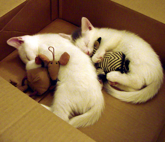 意甲快速反击:瞬间突破,惊艳全场!,意甲防守反击