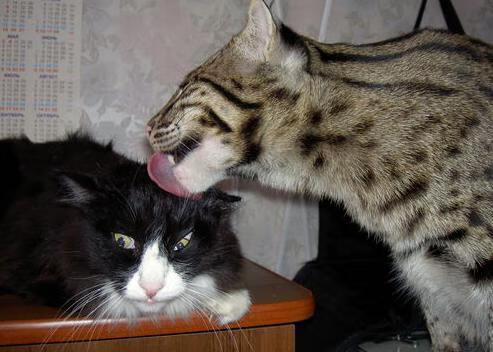 B体育中国内陆官方网站-马里特·斯滕伯根赛场风采尽显未来潜力，马尔滕·斯特克伦博格